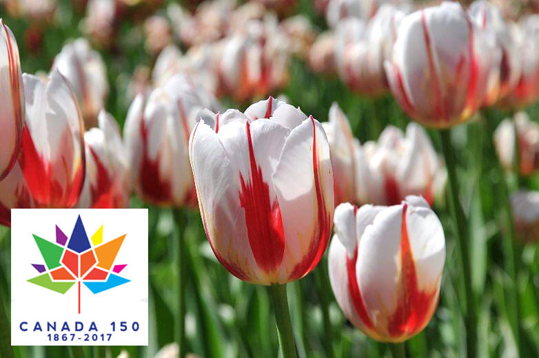 Canada 150 tulip